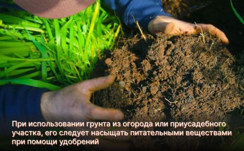 Удобрения для выращивания автоцвета Удобрения для выращивания автоцвета