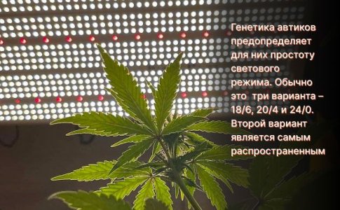 Освещение автоцветов Освещение автоцветов