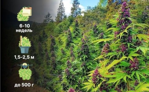 Особенности конопли Индика Особенности конопли Индика