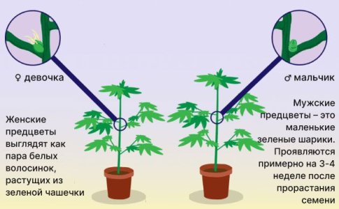 Женские и мужские кусты конопли