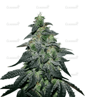 1631030347640.png 1631030347640.png