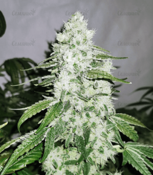 1631030556494.png 1631030556494.png