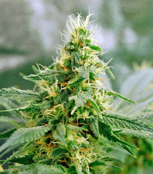 1631094539801.png 1631094539801.png