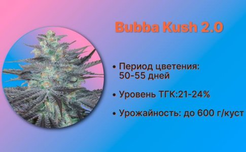 Сорт каннабиса Bubba Kush 2.0 от Humboldt Seeds