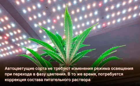 Выращивание автоцветов в гидропонике - период цветения