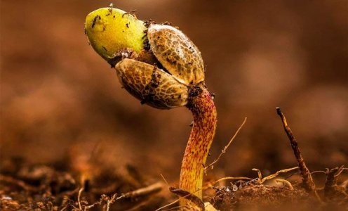 Выбор семян конопли и проращивание автоцветов