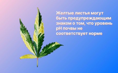 влияние pH на развитие конопли влияние pH на развитие конопли