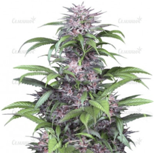 1631267217009.png 1631267217009.png