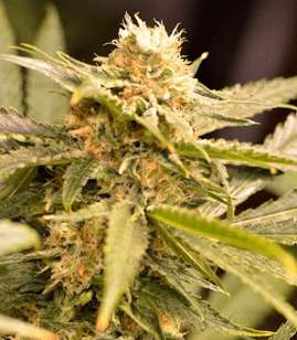 1631867481328.png 1631867481328.png