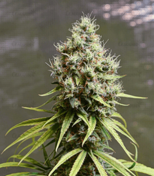 1633596062421.png 1633596062421.png