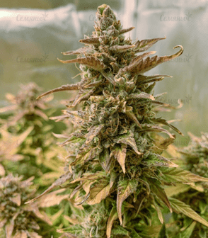 1633598915474.png 1633598915474.png