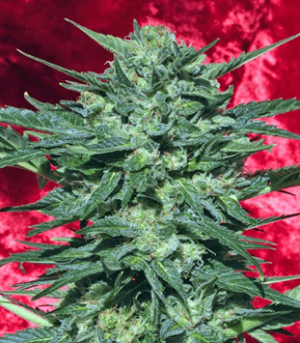 1633599496713.png 1633599496713.png