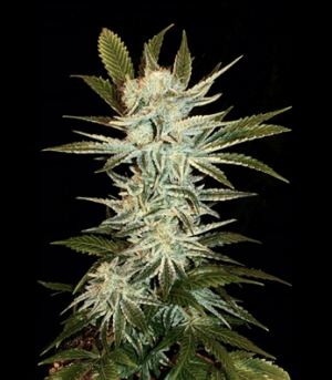 1673462038392.png 1673462038392.png