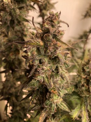 992A7DB0-DDB8-4EEB-ADA8-06794EF7CAD7.jpeg 992A7DB0-DDB8-4EEB-ADA8-06794EF7CAD7.jpeg