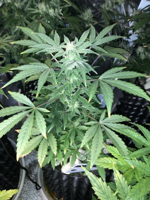 IMG_7654.JPG IMG_7654.JPG