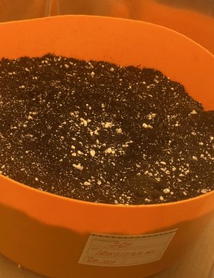 4C13E203-5D4D-40A2-B550-FBEE948893B5.jpeg 4C13E203-5D4D-40A2-B550-FBEE948893B5.jpeg