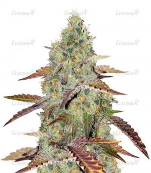 sort-grandaddy-purple.jpg sort-grandaddy-purple.jpg