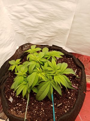 IMG_20221225_130030.jpg IMG_20221225_130030.jpg