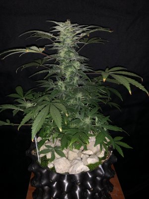 IMG_7688.JPG IMG_7688.JPG