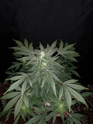 IMG_7721.JPG IMG_7721.JPG