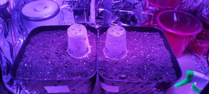 IMG_20230131_174258.jpg IMG_20230131_174258.jpg