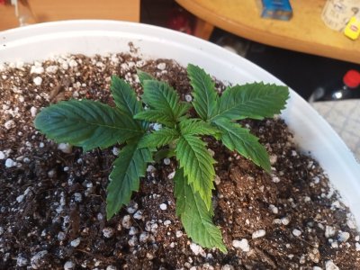 IMG20230201151217.jpg IMG20230201151217.jpg