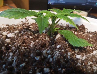 IMG_20230201_151341.jpg IMG_20230201_151341.jpg