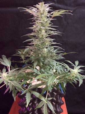 IMG_7765.JPG IMG_7765.JPG