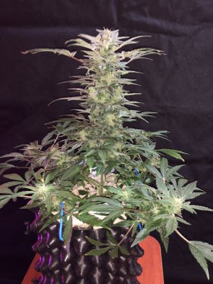 IMG_7764.JPG IMG_7764.JPG