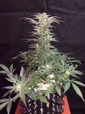 IMG_7763.JPG IMG_7763.JPG