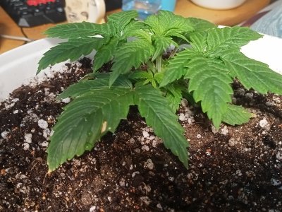 IMG20230204152145.jpg IMG20230204152145.jpg