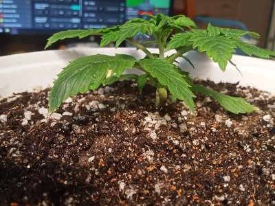 IMG20230204152136.jpg IMG20230204152136.jpg