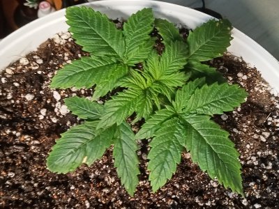 IMG20230204152028.jpg IMG20230204152028.jpg