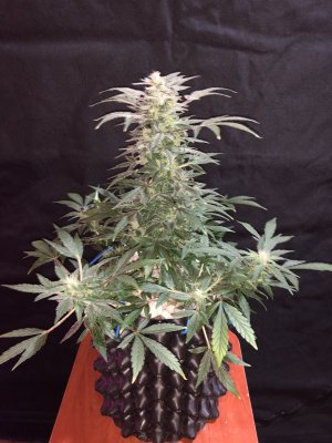 IMG_7793.JPG IMG_7793.JPG