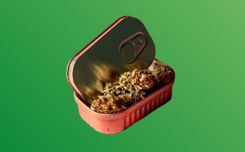 Может ли у каннабиса закончиться срок годности?