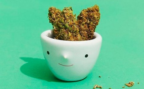 Регидратация пересушенных шишек Регидратация пересушенных шишек