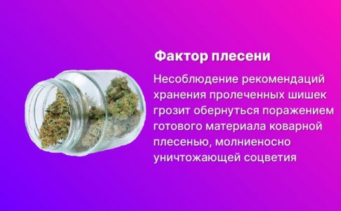 Будьте осторожны с плесенью Будьте осторожны с плесенью
