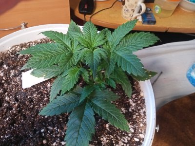 IMG20230207160842.jpg IMG20230207160842.jpg