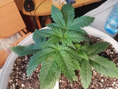 IMG20230207160714.jpg IMG20230207160714.jpg