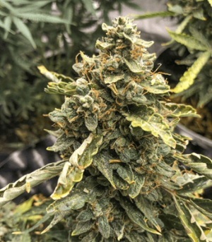 1675891596607.png 1675891596607.png