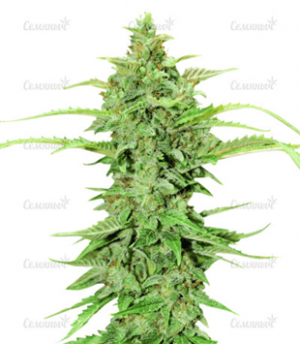 1675891604162.png 1675891604162.png