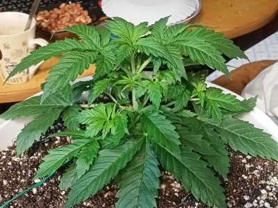 IMG20230210131830.jpg IMG20230210131830.jpg