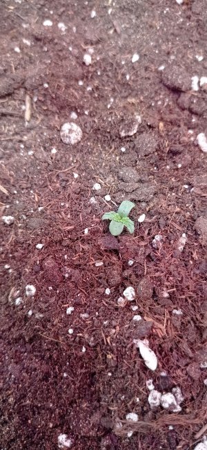 IMG_20230210_173340.jpg IMG_20230210_173340.jpg