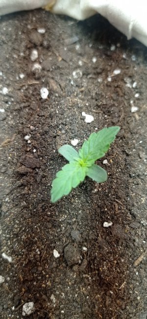 IMG_20230212_222531.jpg IMG_20230212_222531.jpg