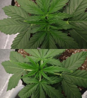 photocollage_2023213131522129.jpg photocollage_2023213131522129.jpg