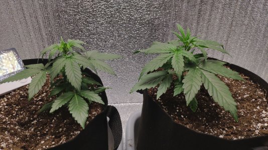 IMG_20230213_120834.jpg IMG_20230213_120834.jpg