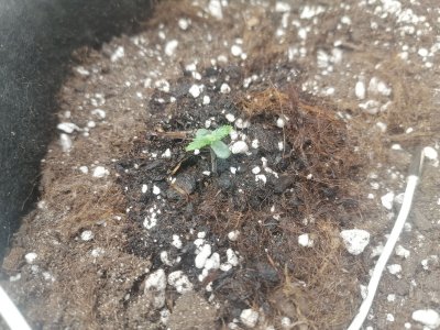 IMG_20230213_135635.jpg IMG_20230213_135635.jpg