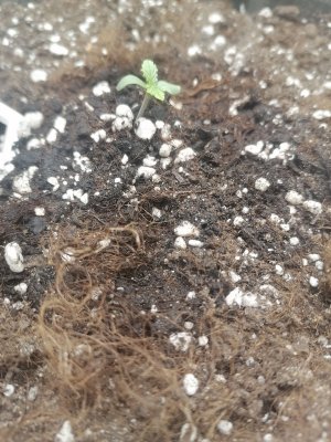 IMG_20230213_135615.jpg IMG_20230213_135615.jpg