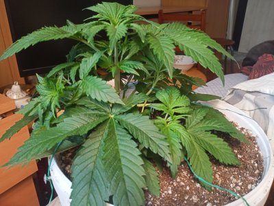 IMG20230214134126.jpg IMG20230214134126.jpg