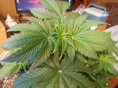 IMG20230215143829.jpg IMG20230215143829.jpg